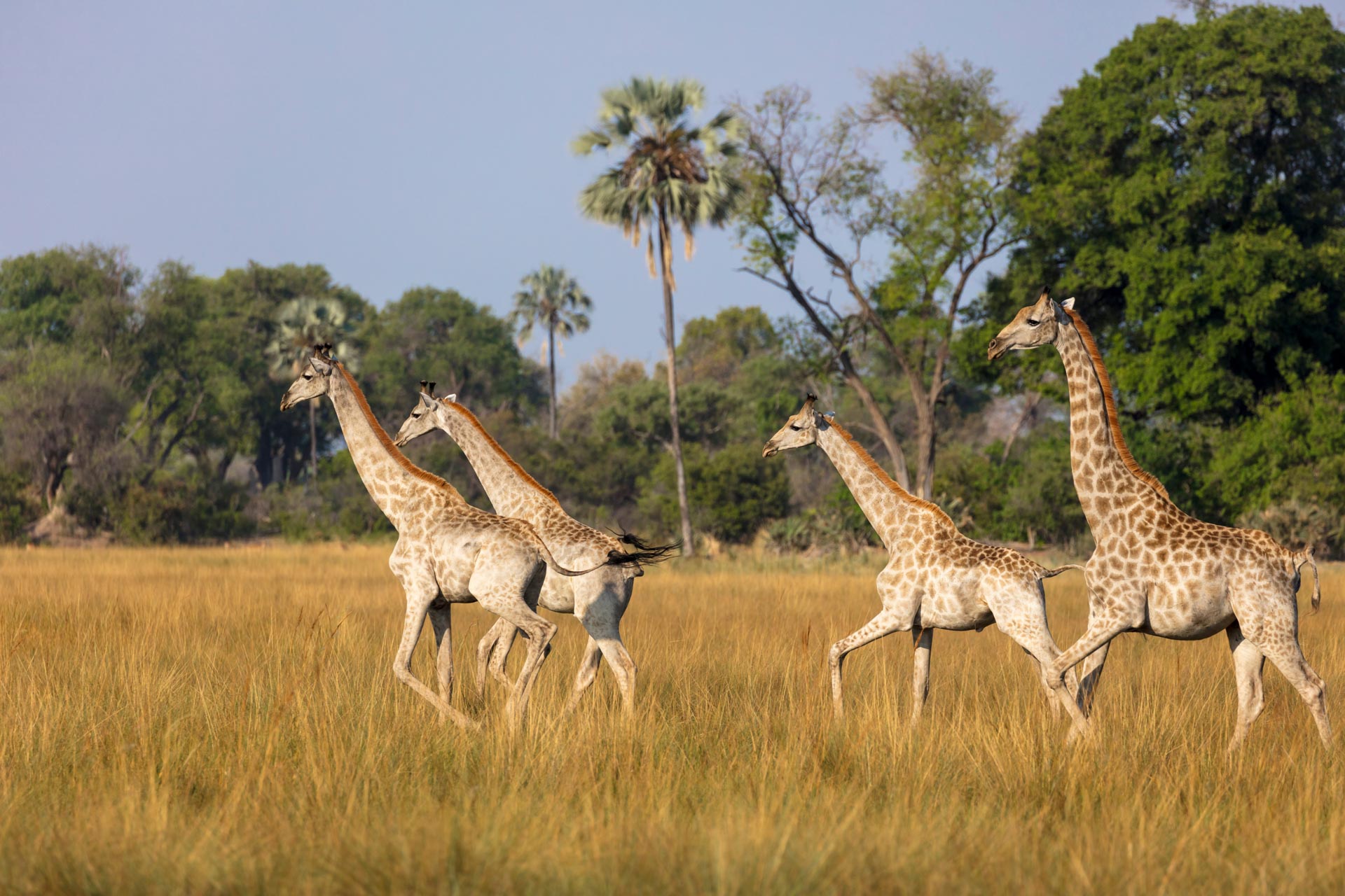 Giraffes in the Okavango Delta