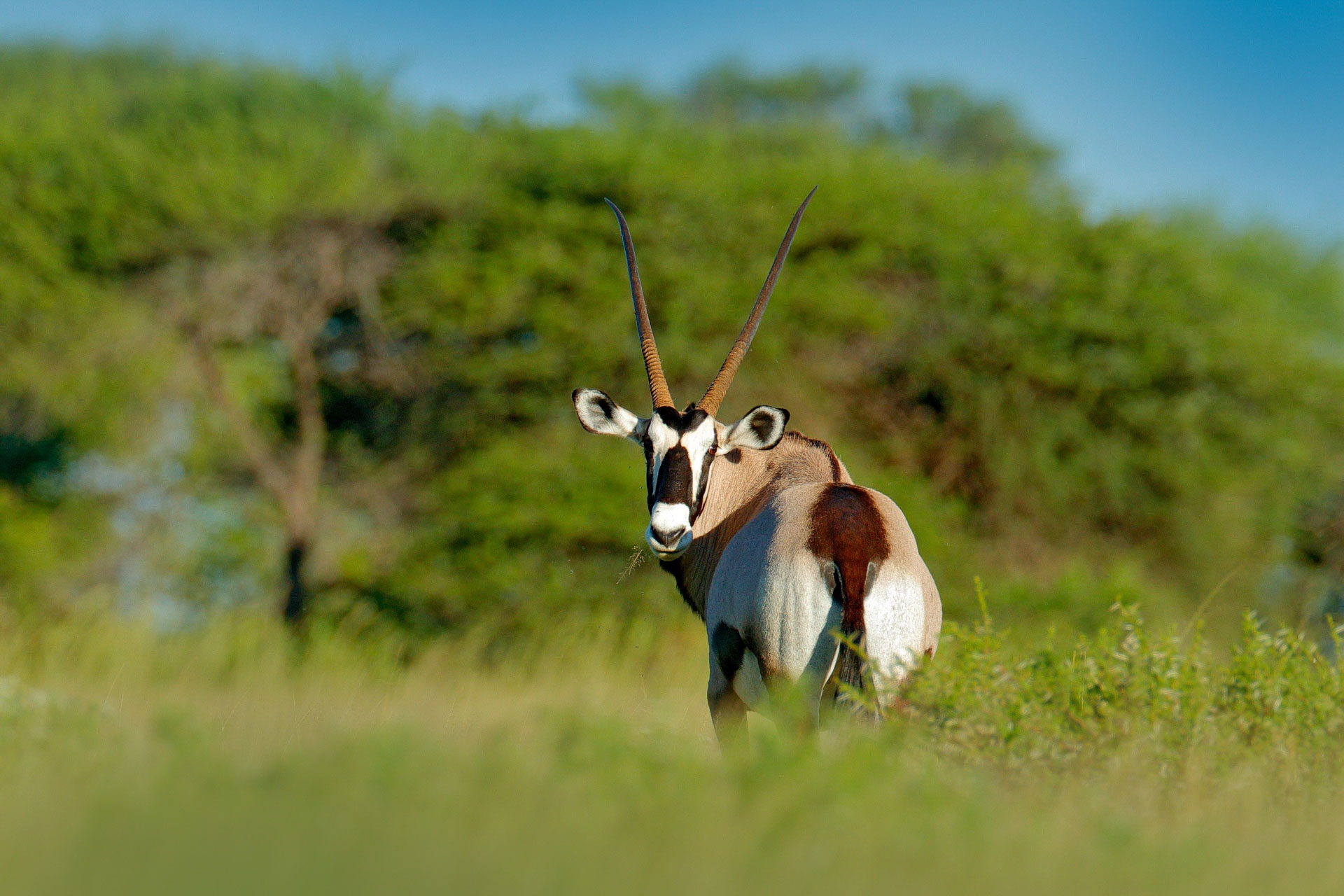 Oryx Botswana