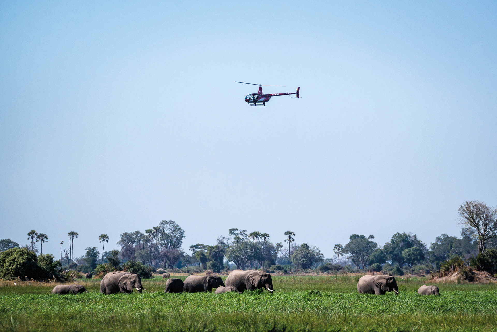 Elephant herd in the Okavango Delta