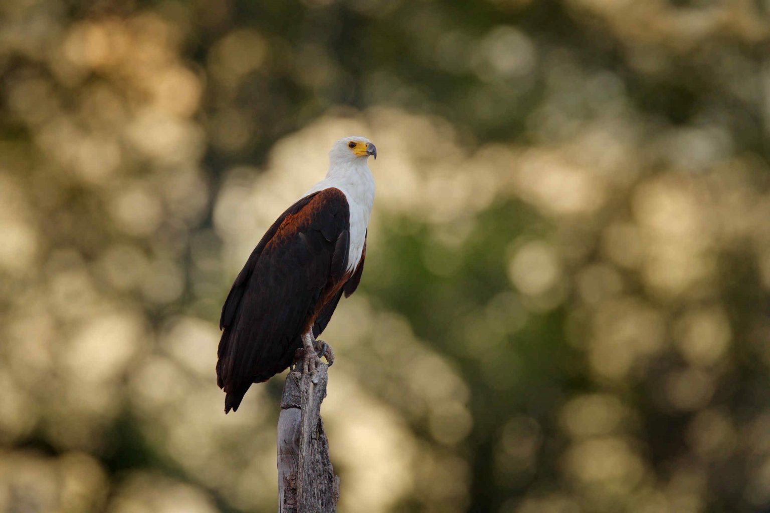 Sunset Boat Cruise on the Thamalakane River - Explore Maun